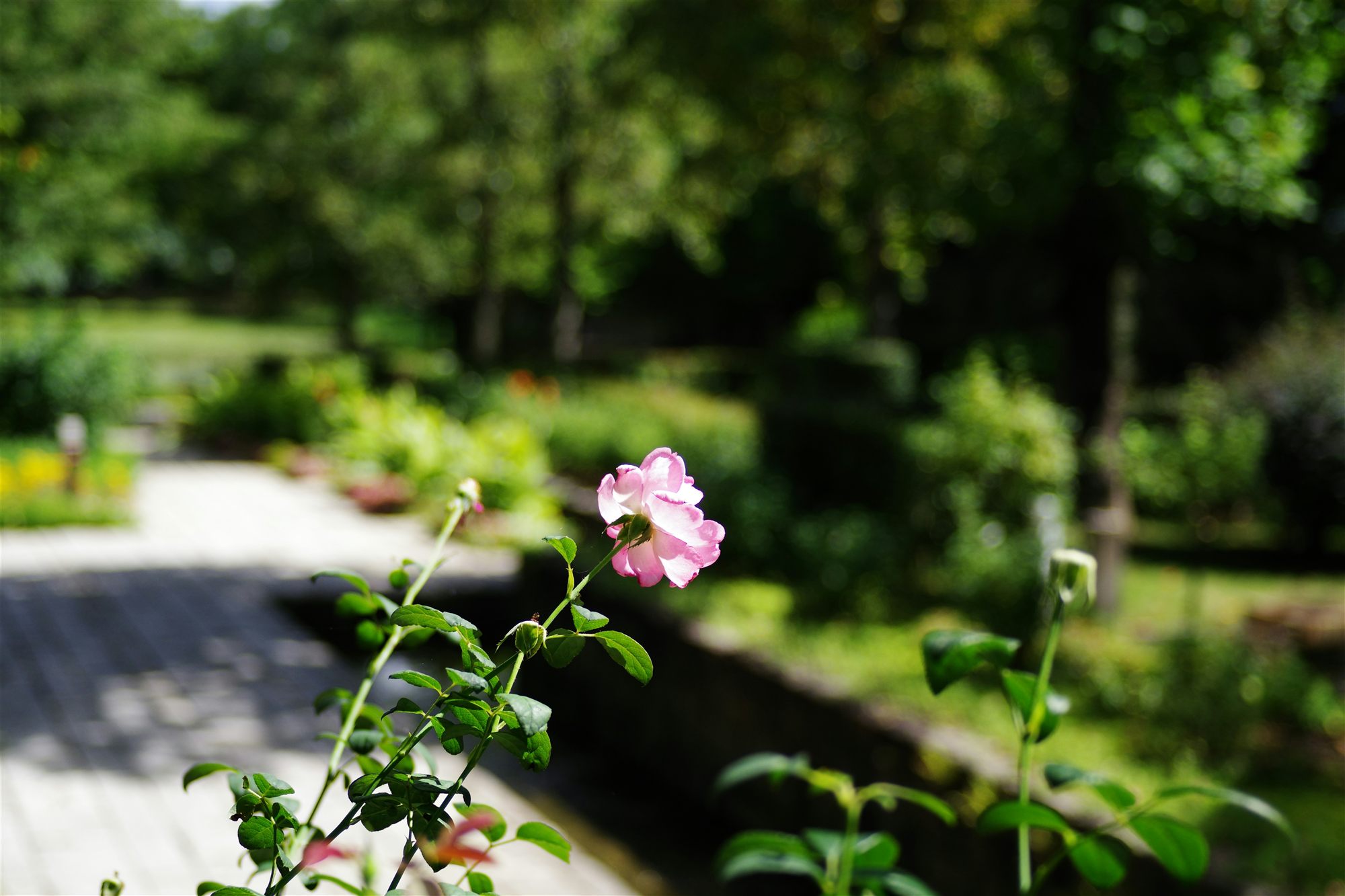A Cambridgeshire garden in bloom